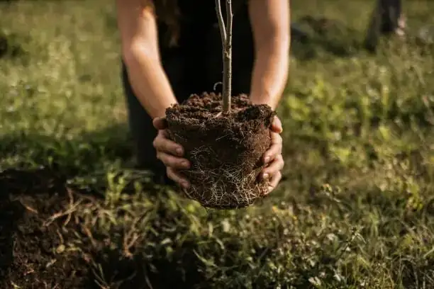 dwarf umbrella tree cutting in perlite