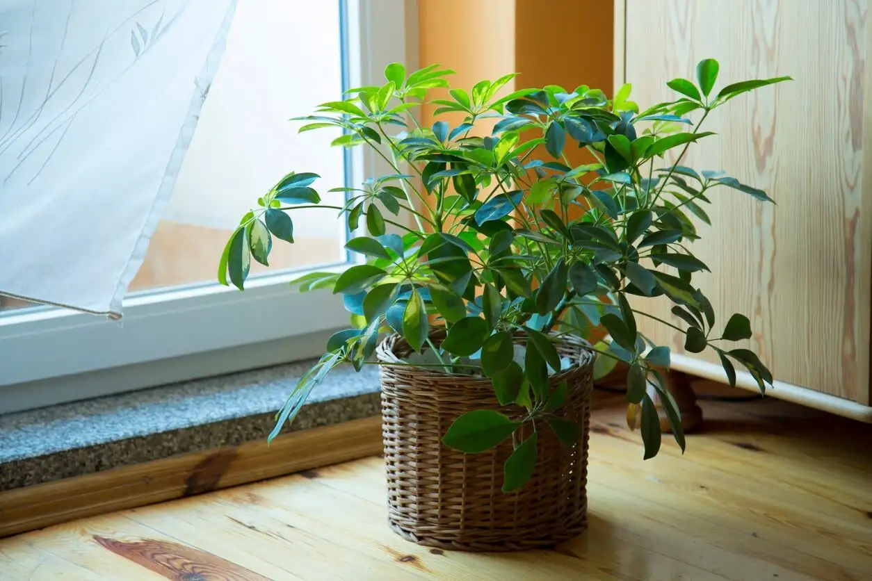 schefflera rooted cutting potting mix