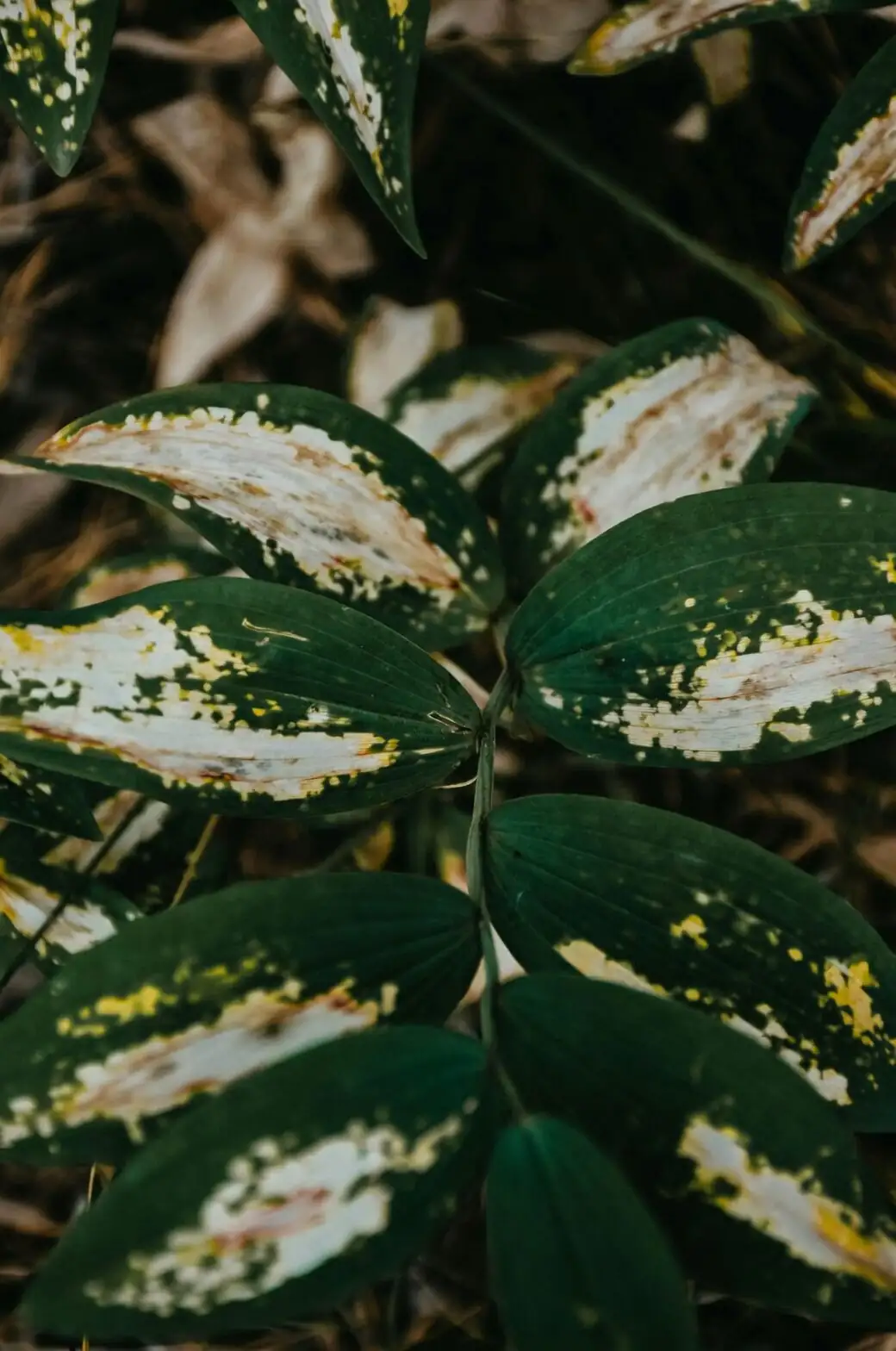 umbrella tree variegated leaves close-up