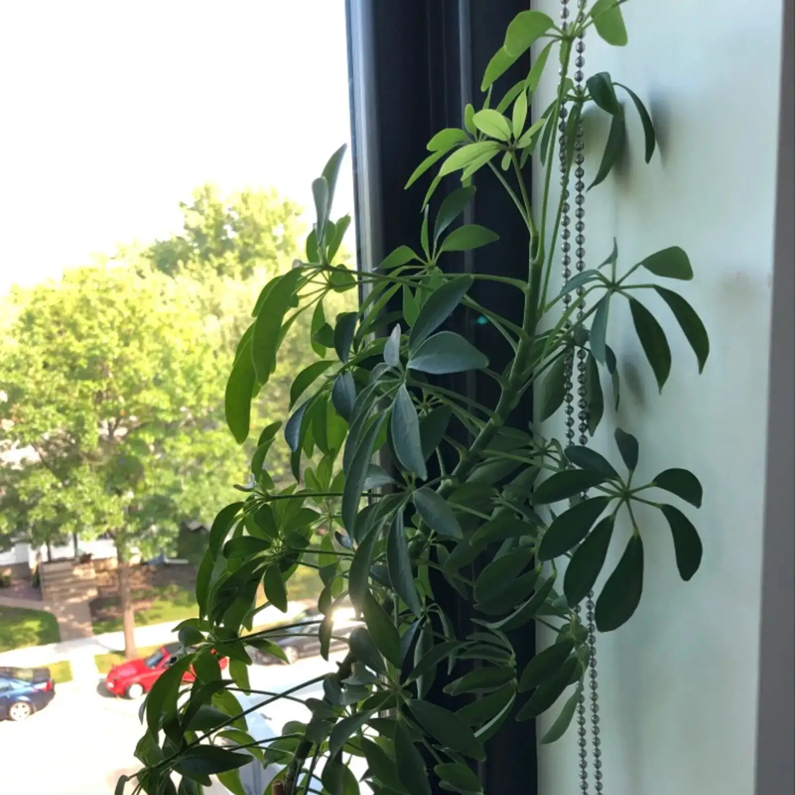 umbrella tree east window sheer curtain