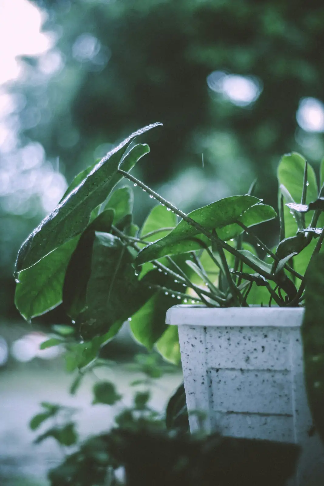 umbrella tree heavy ceramic pot drainage