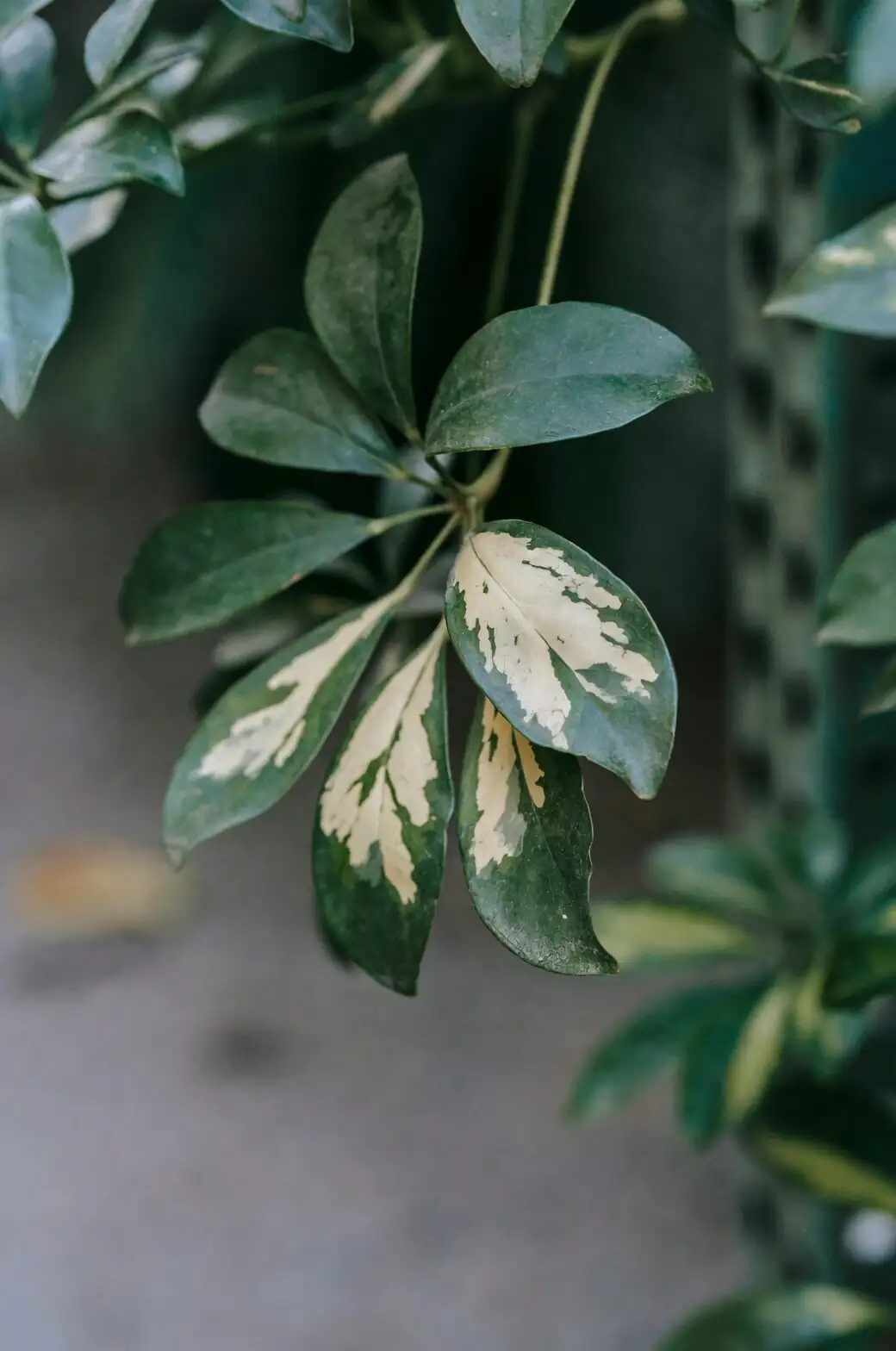 Leggy No More: Prune and Train Schefflera into a Compact Bush or Mini Tree—With Before/After Steps
