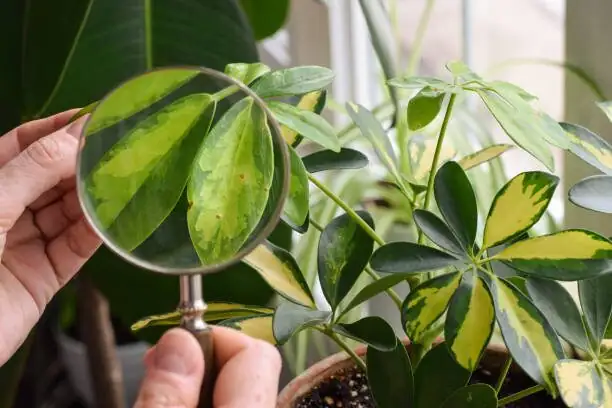 schefflera node pruning close-up