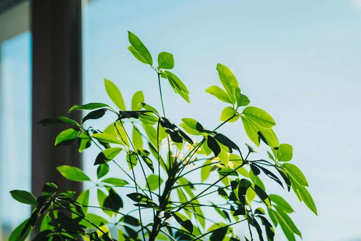 schefflera pinching new growth
