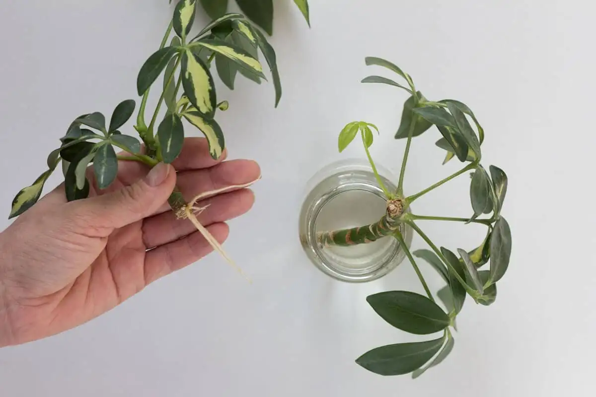 schefflera cuttings rooting in water
