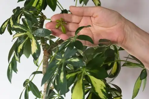 variegated schefflera under LED grow light