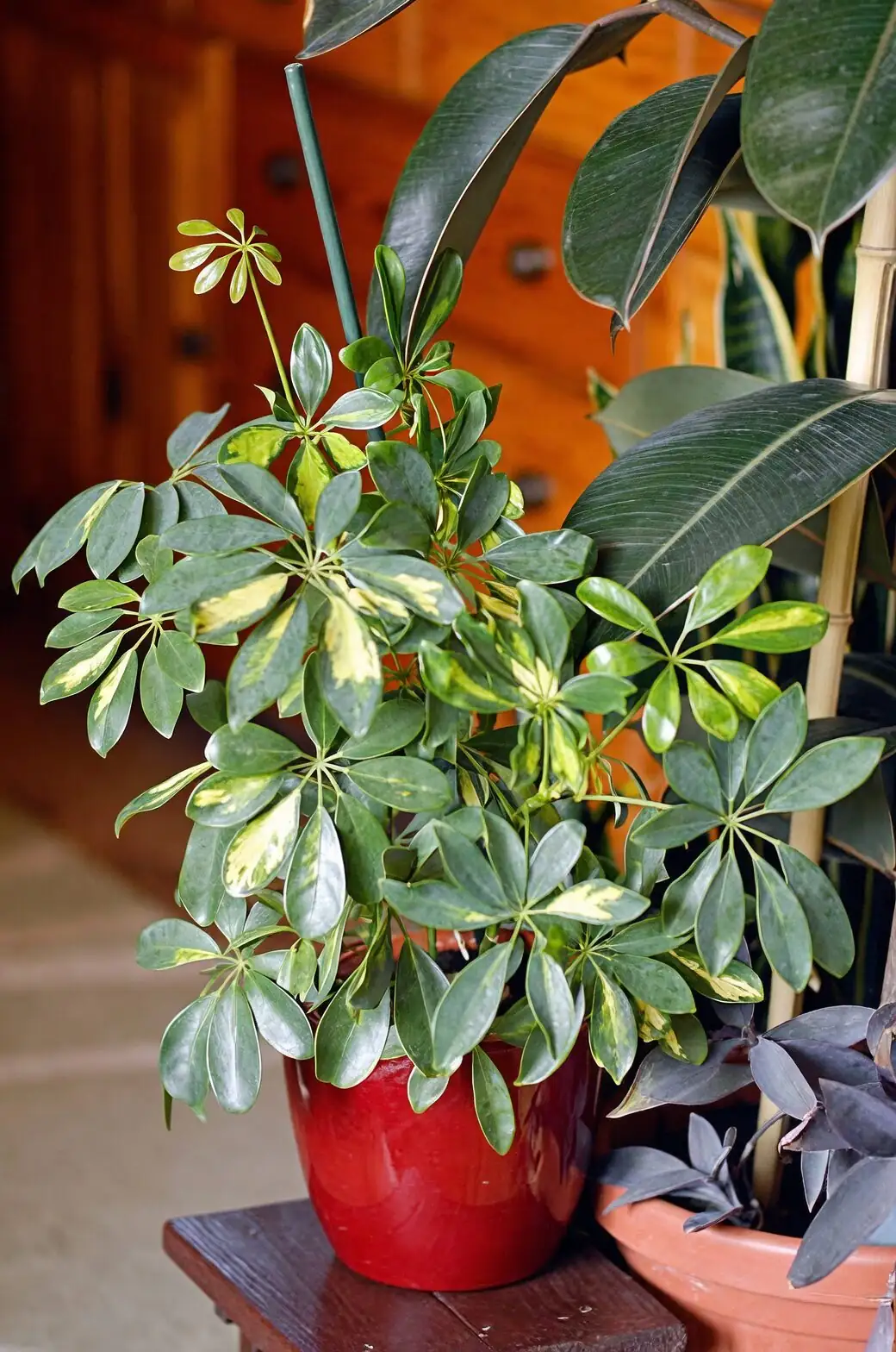 variegated schefflera rotating pot hands