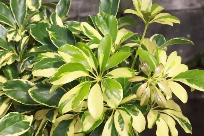 variegated schefflera pruning reverted green shoot