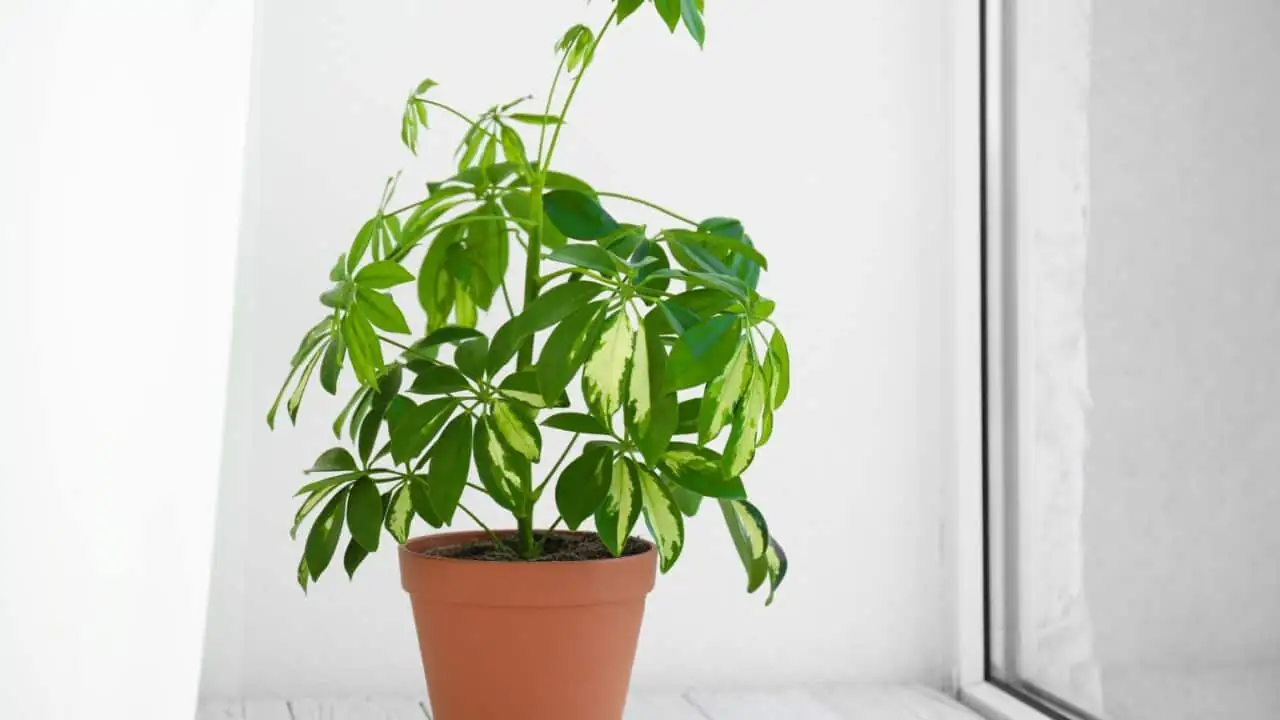Your 4-Season Survival Plan for the Umbrella Tree: Exactly What to Do in Spring, Summer, Fall, Winter