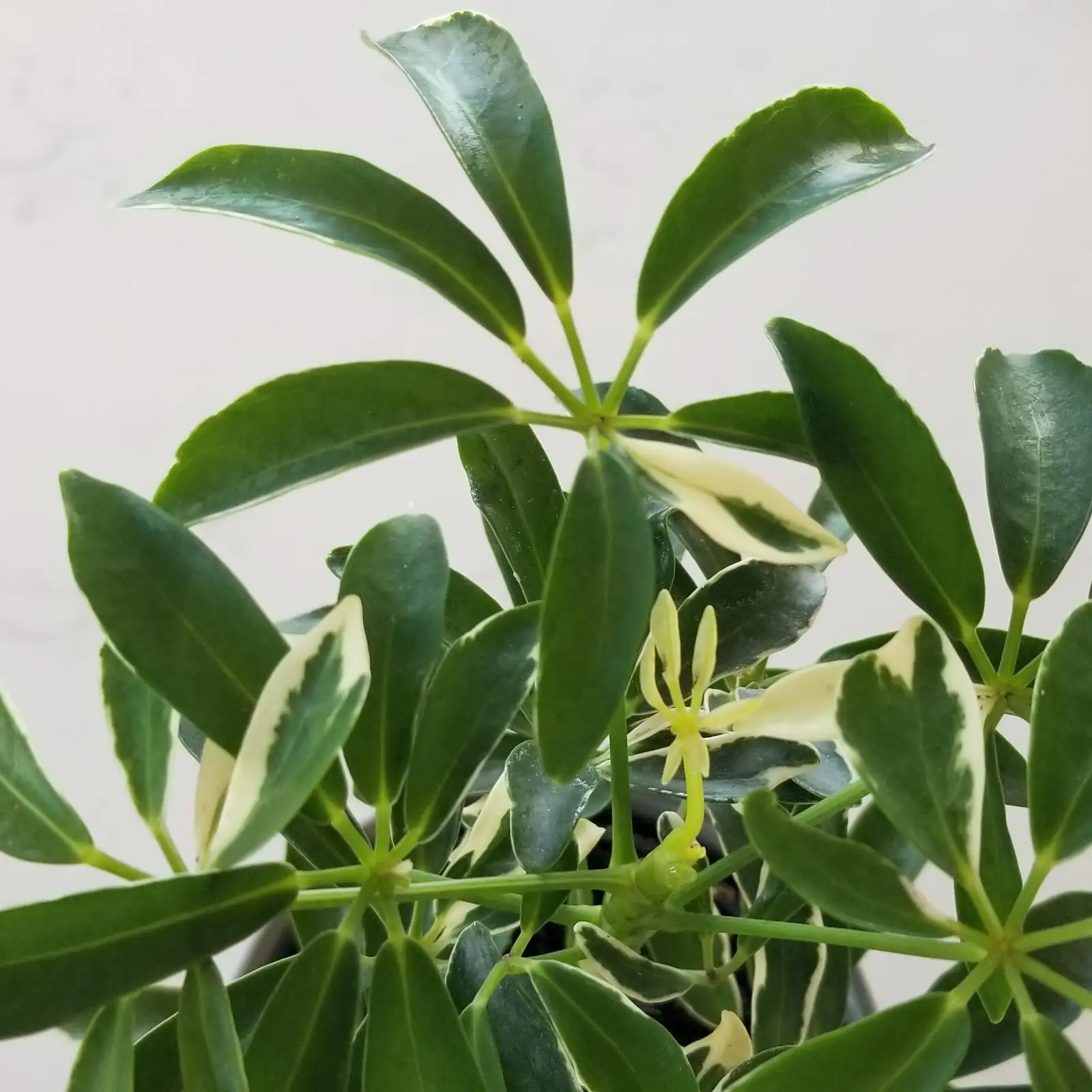 dwarf umbrella tree variegated leaves close-up