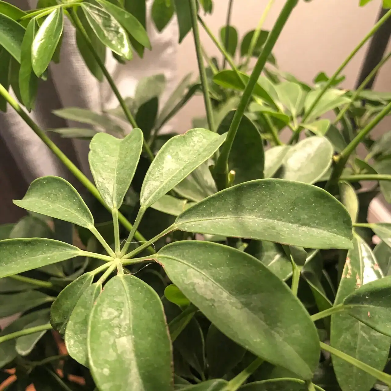 dwarf umbrella tree leaf scorch close-up