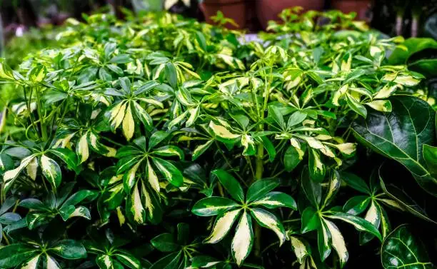 schefflera leaf close-up glossy