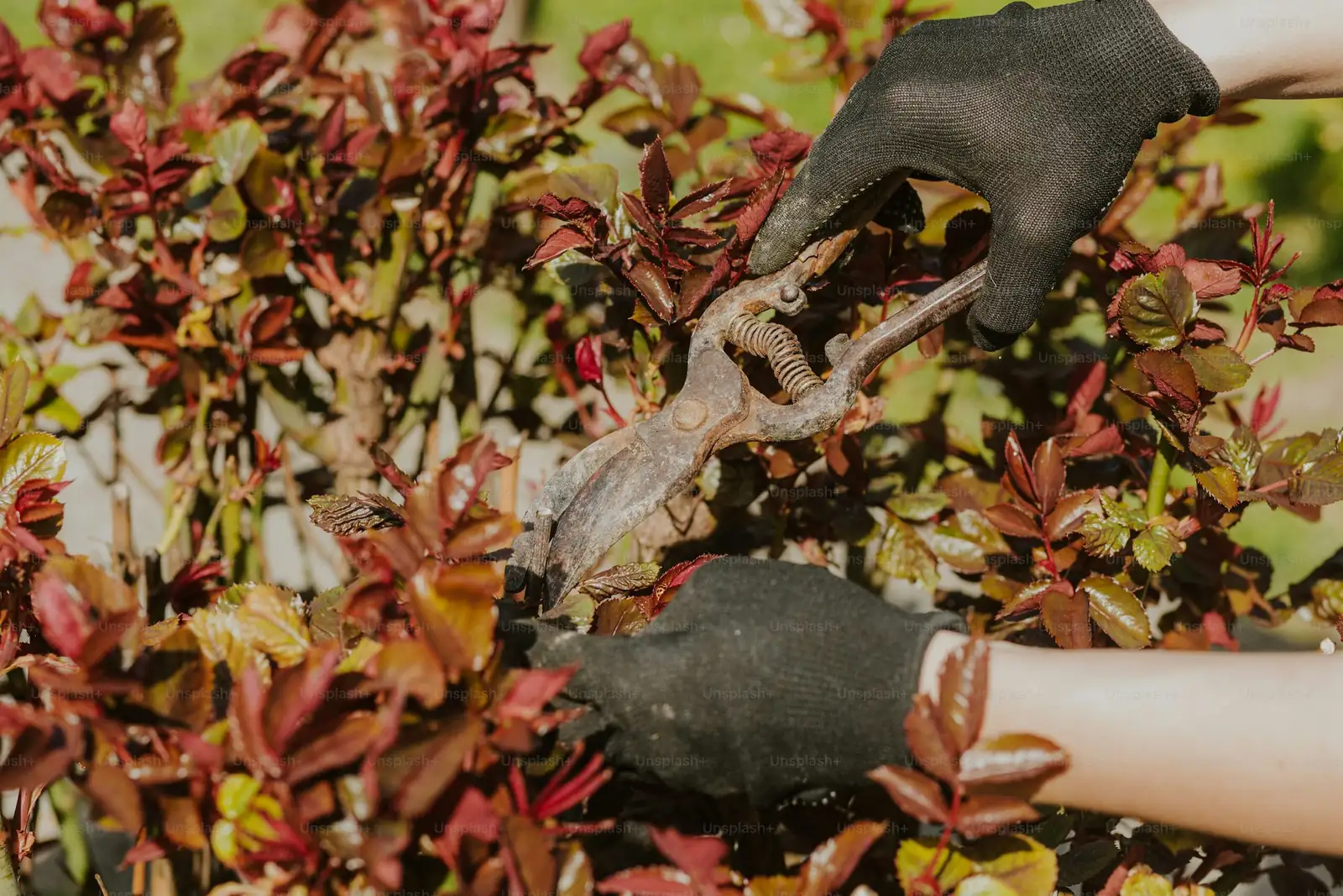 schefflera pruning gloves sap
