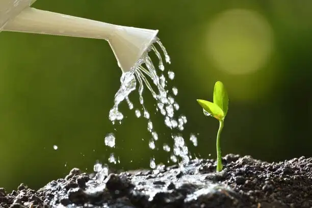 schefflera watering bottom drainage