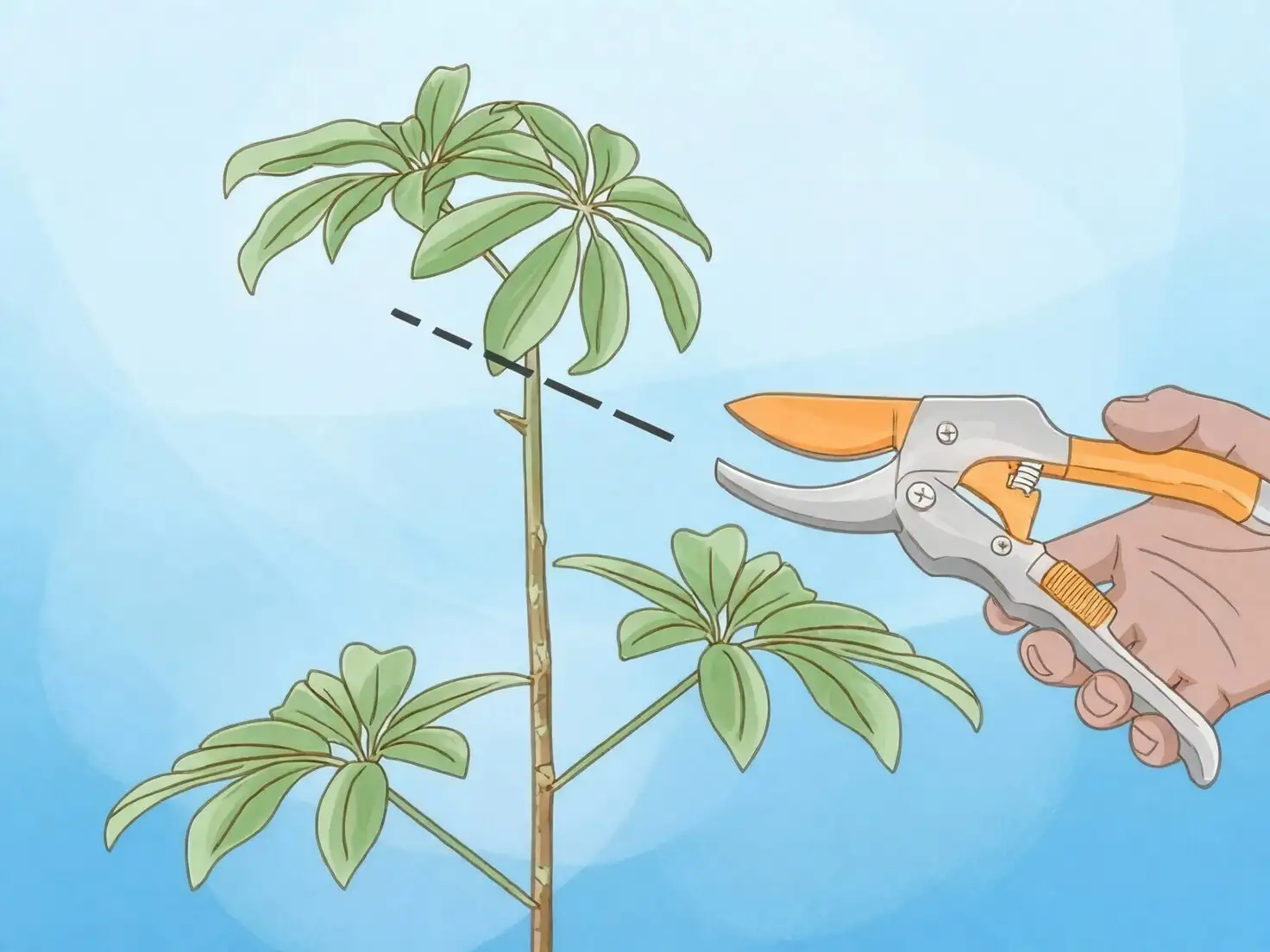 schefflera pruning tip pinching