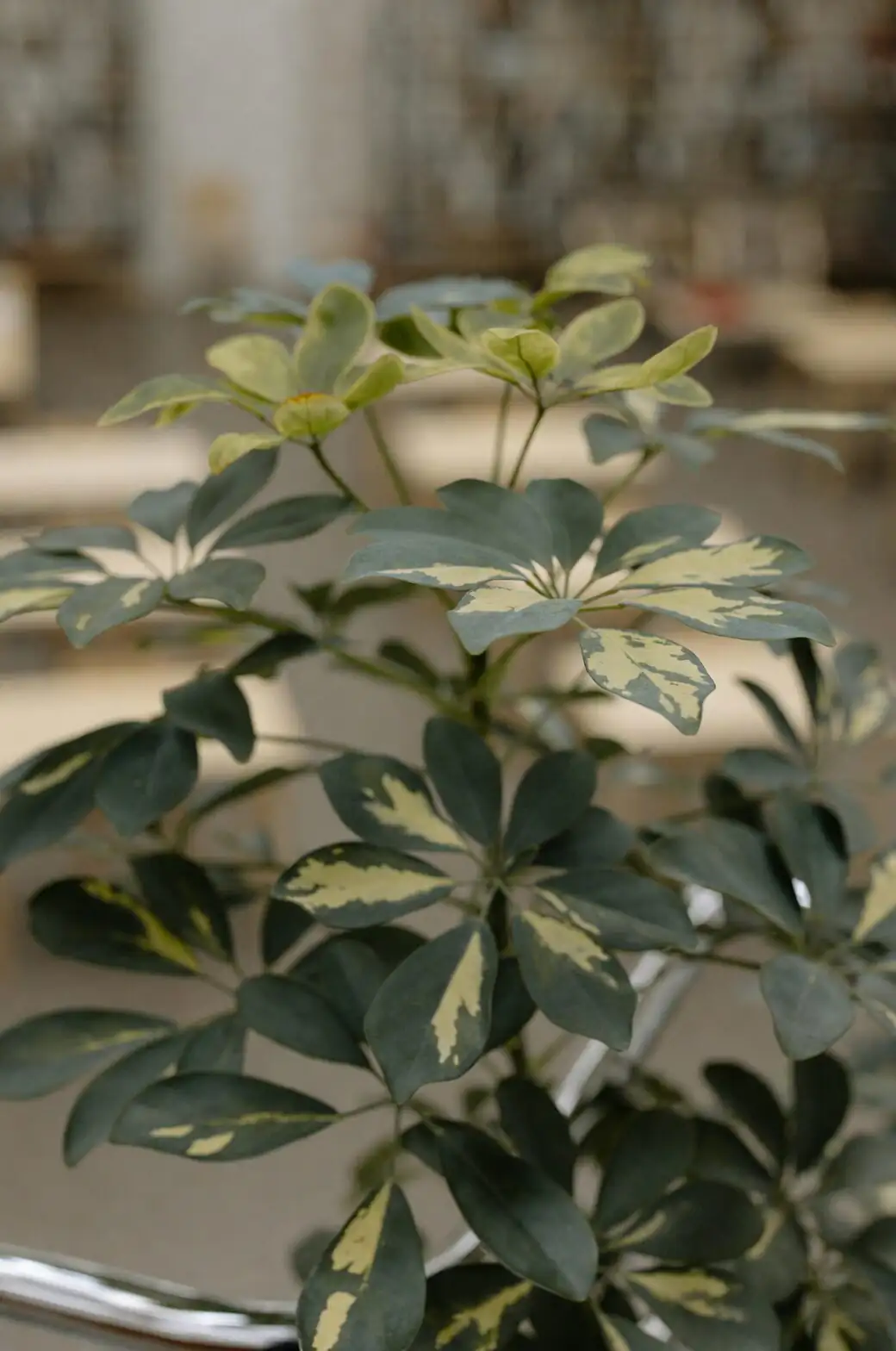 schefflera leaf close-up indoors