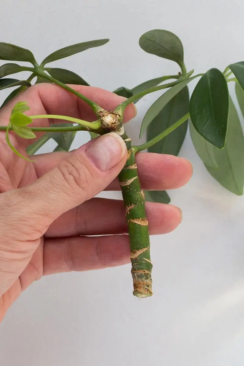 schefflera stem cutting preparation