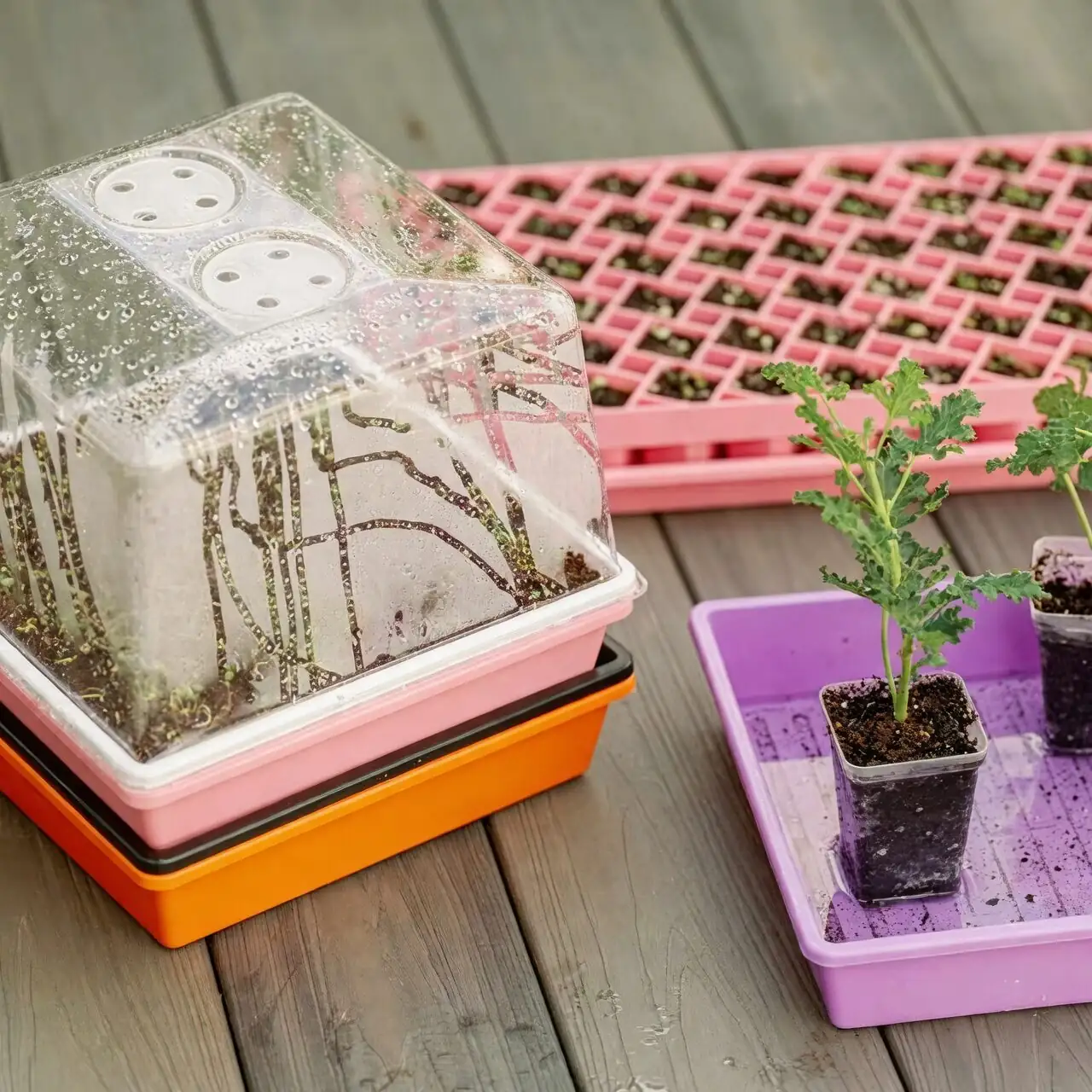 schefflera cuttings humidity dome tray