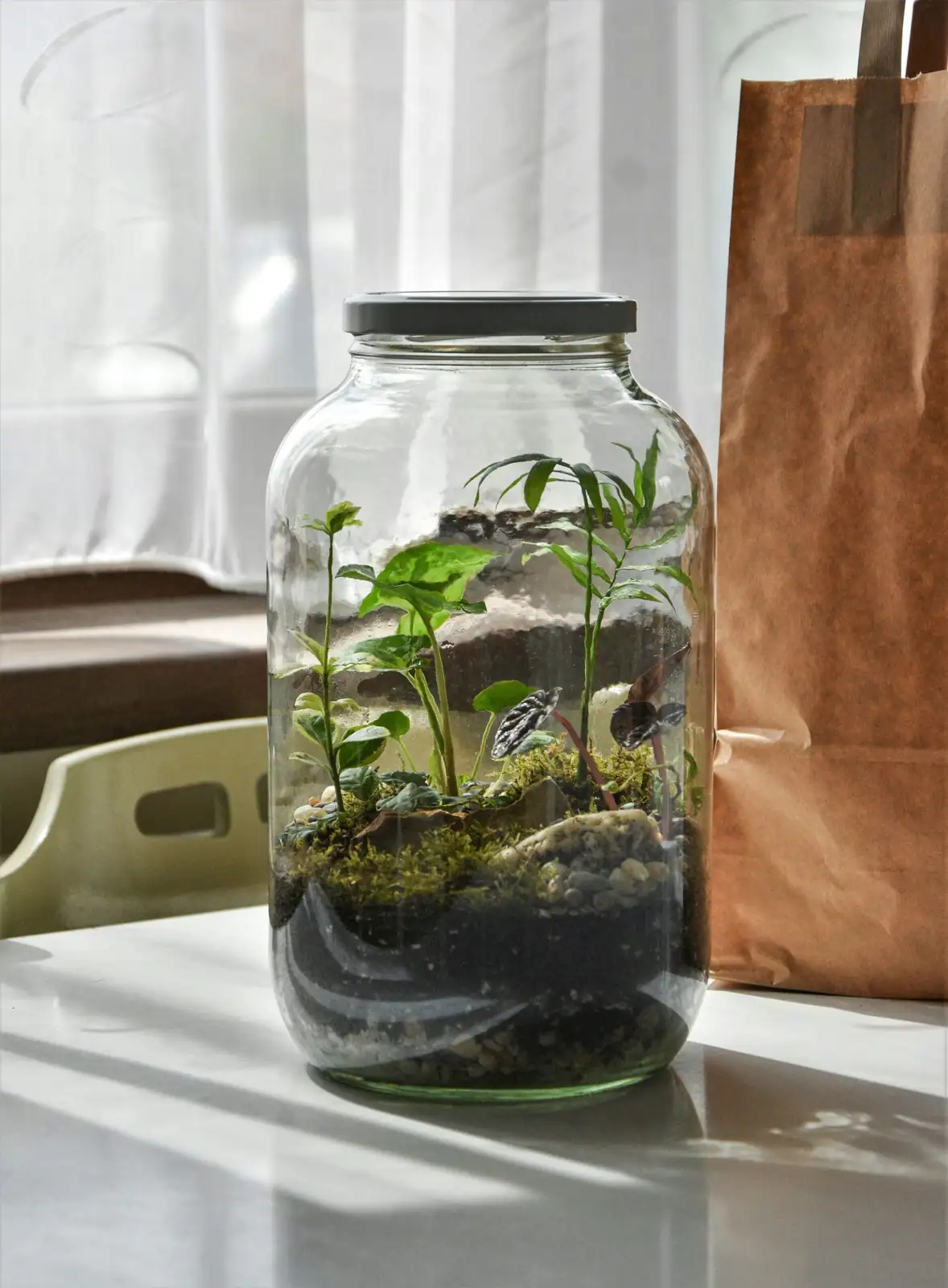 schefflera water propagation glass jar
