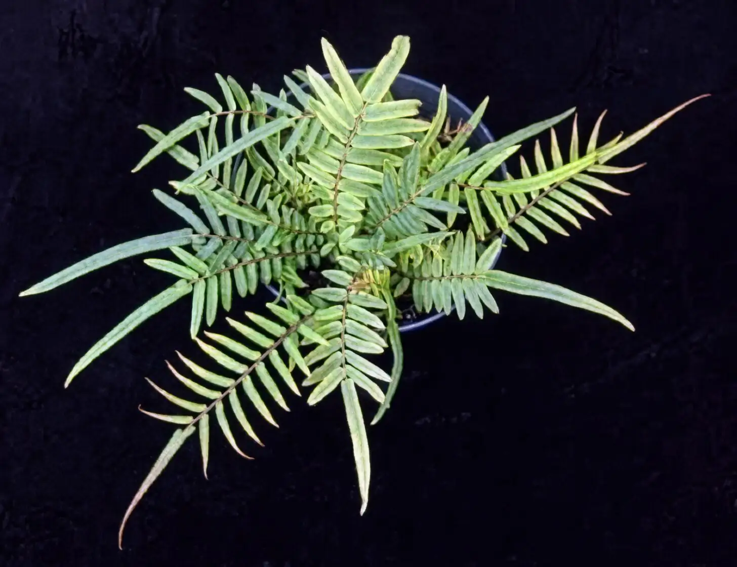 Bright but Shy: Nailing Light and Water for a Lush Chinese Brake Fern