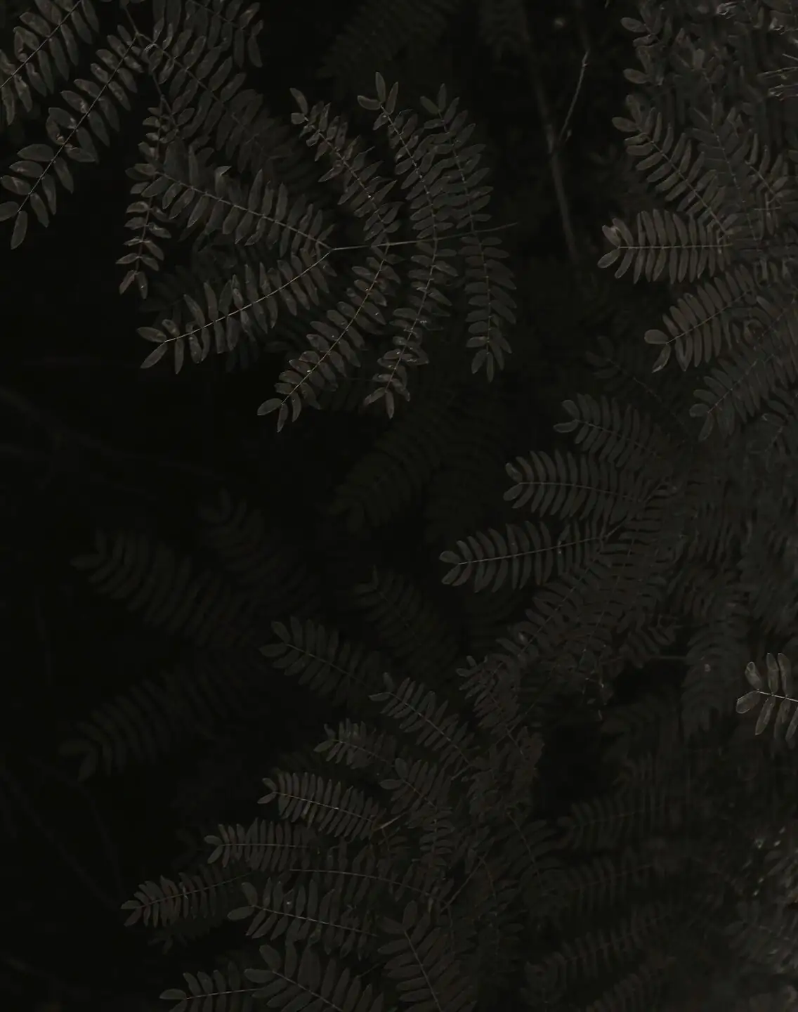 Chinese brake fern shadow test window