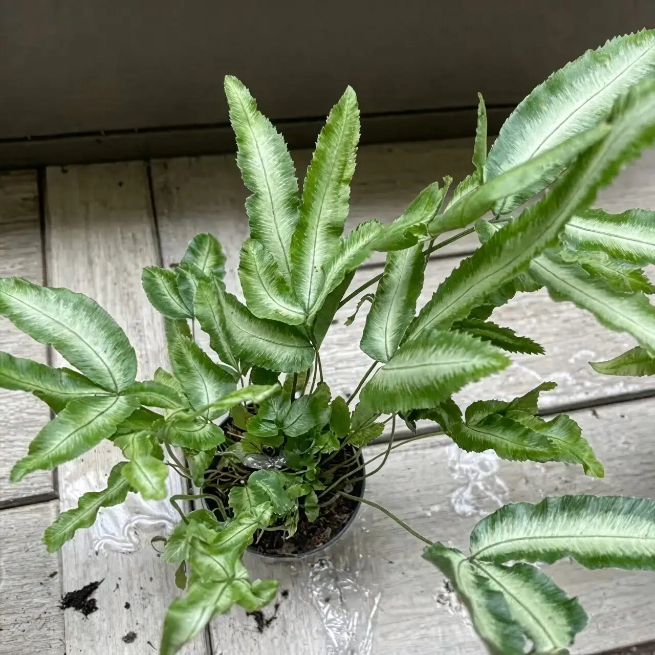 Chinese brake fern division roots