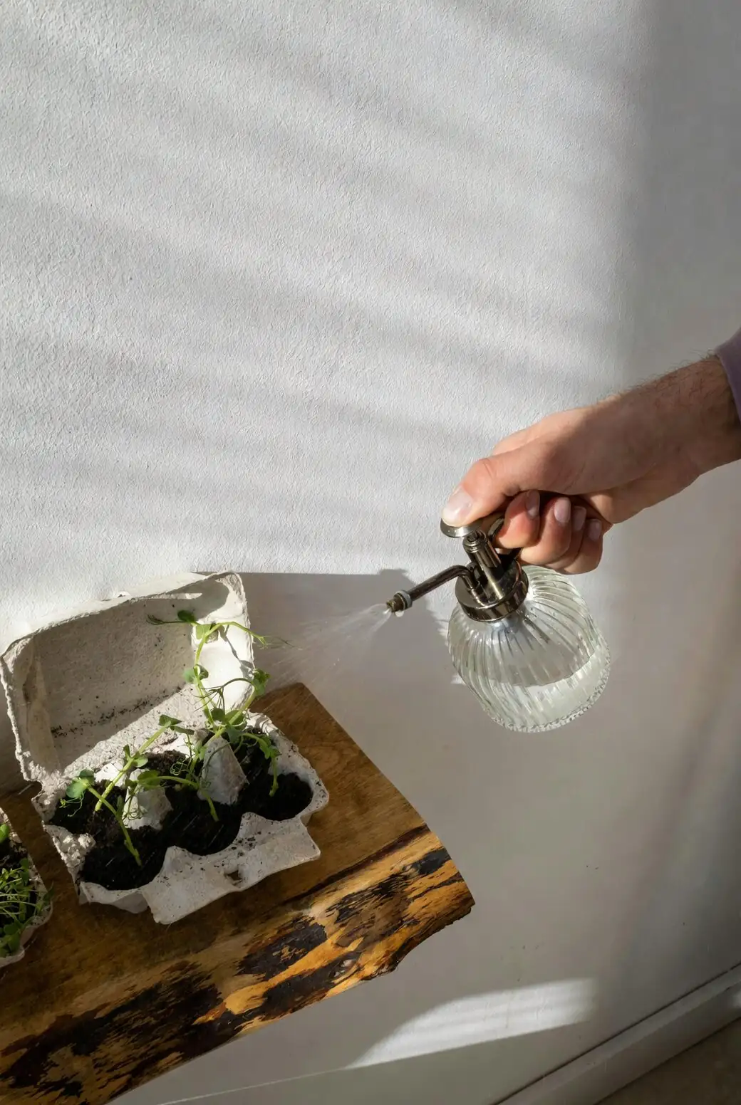 Pteris vittata watering can indoor