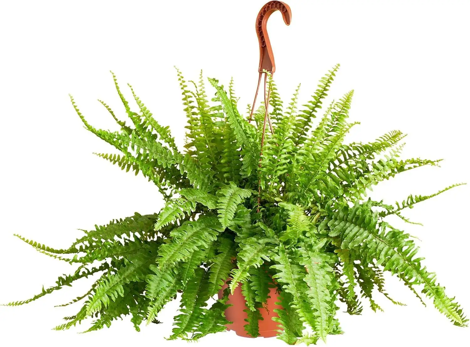 Chinese brake fern hanging basket living room