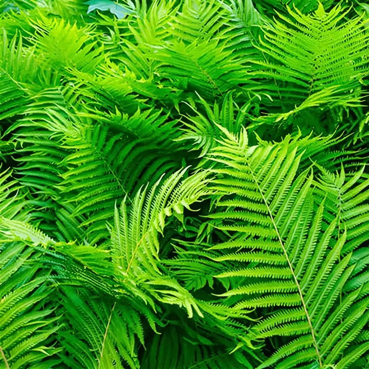 Fern SOS Clinic: Yellow Tips, Leaf Spot, or Tiny Crawlers? Fix Your Chinese Brake Fern Fast
