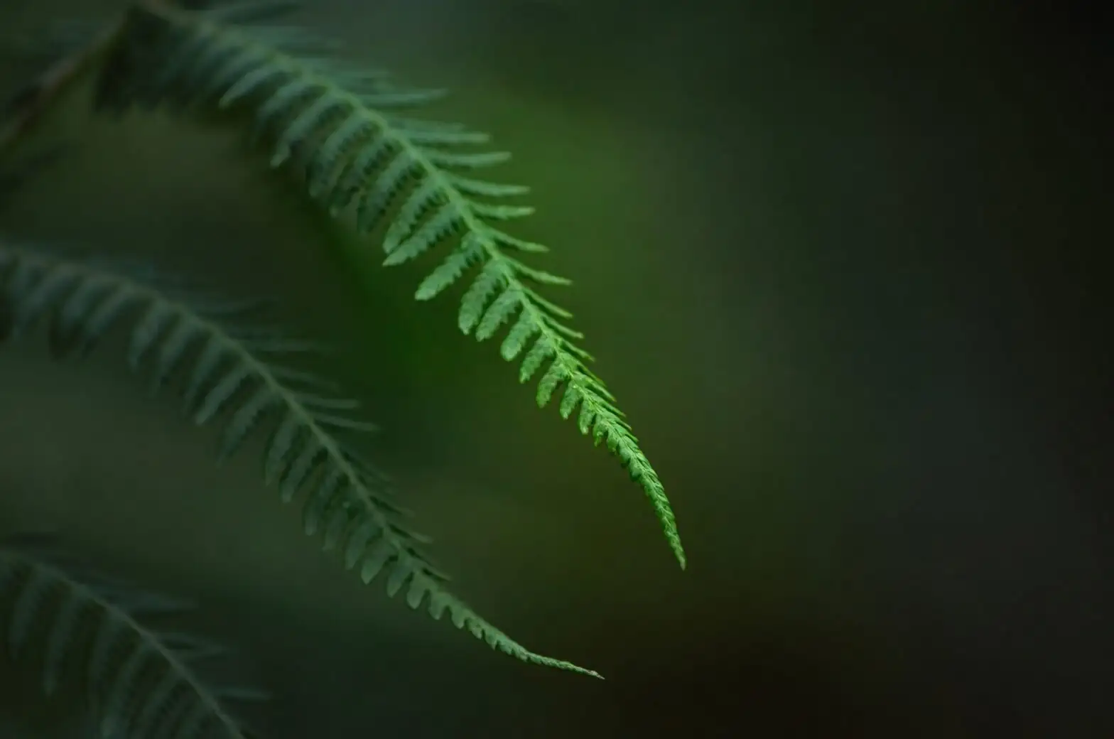 Chinese brake fern leaf spot fronds