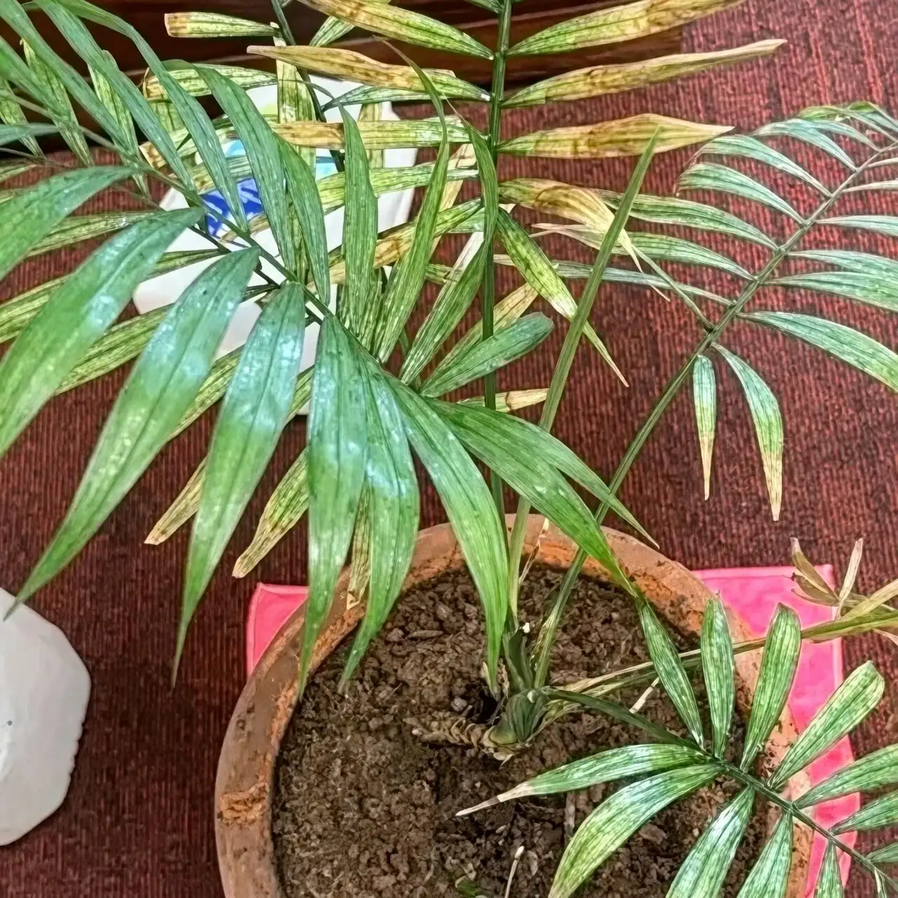 Chinese brake fern fertilizer salt crust