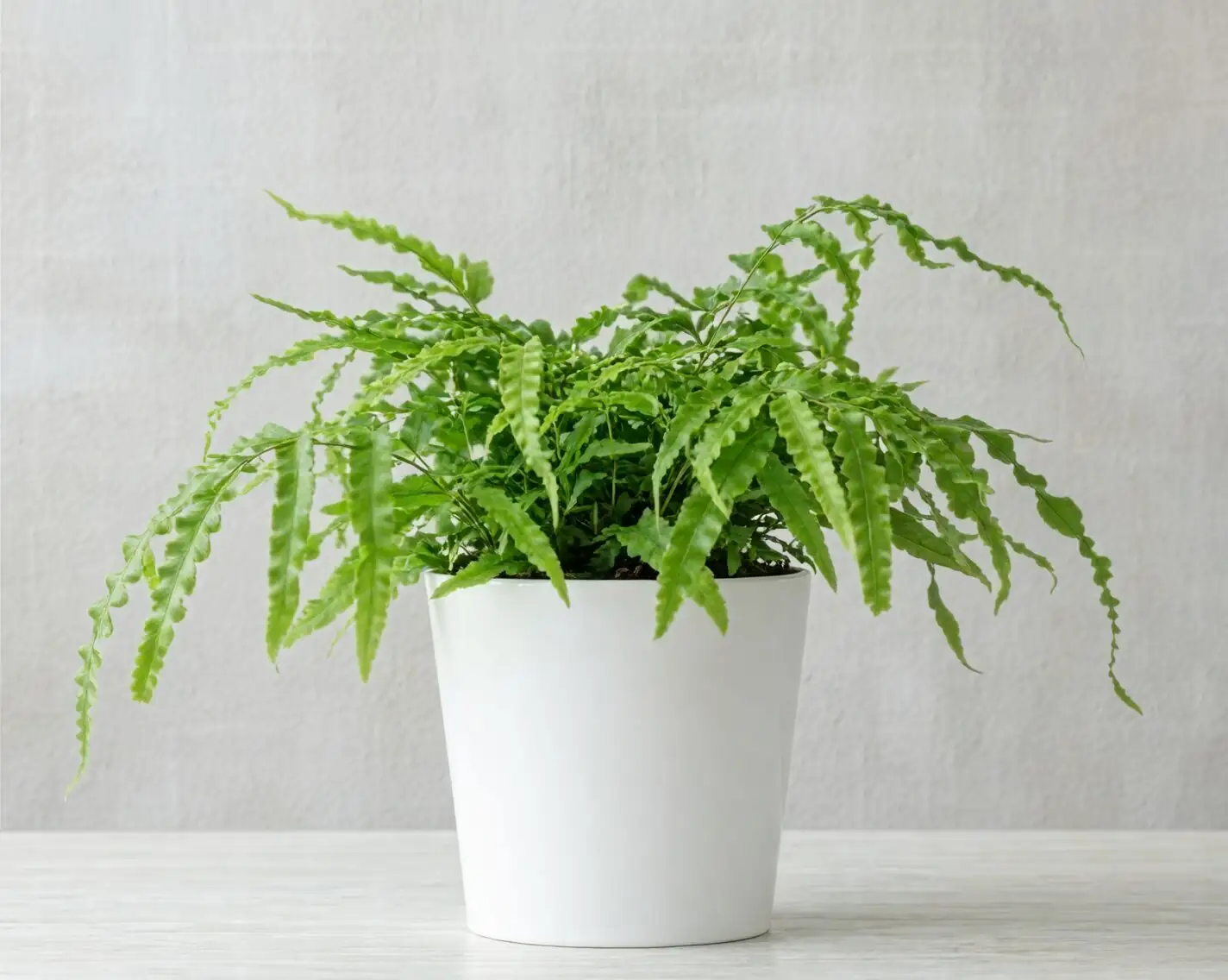 Chinese brake fern division repotting hands