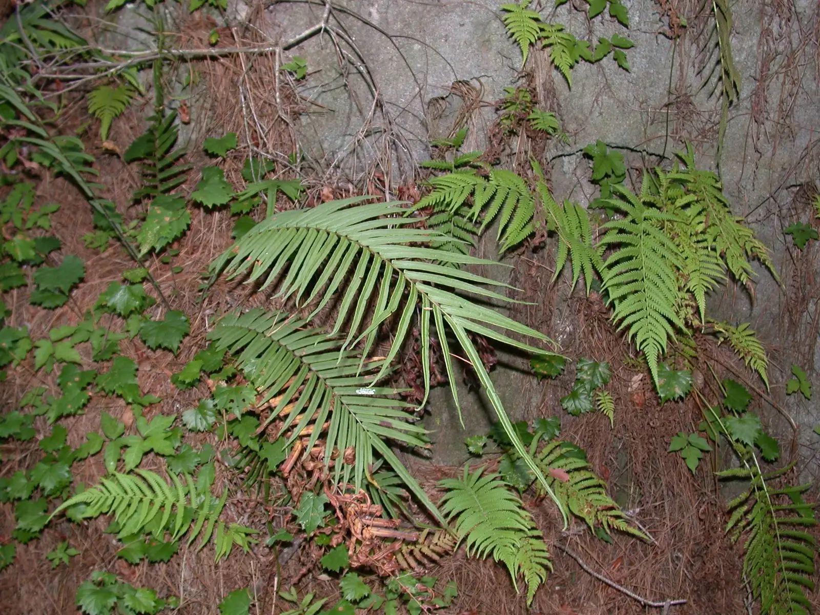 From Old-World Tropics to City Walls: The Global Journey of the Chinese Brake Fern