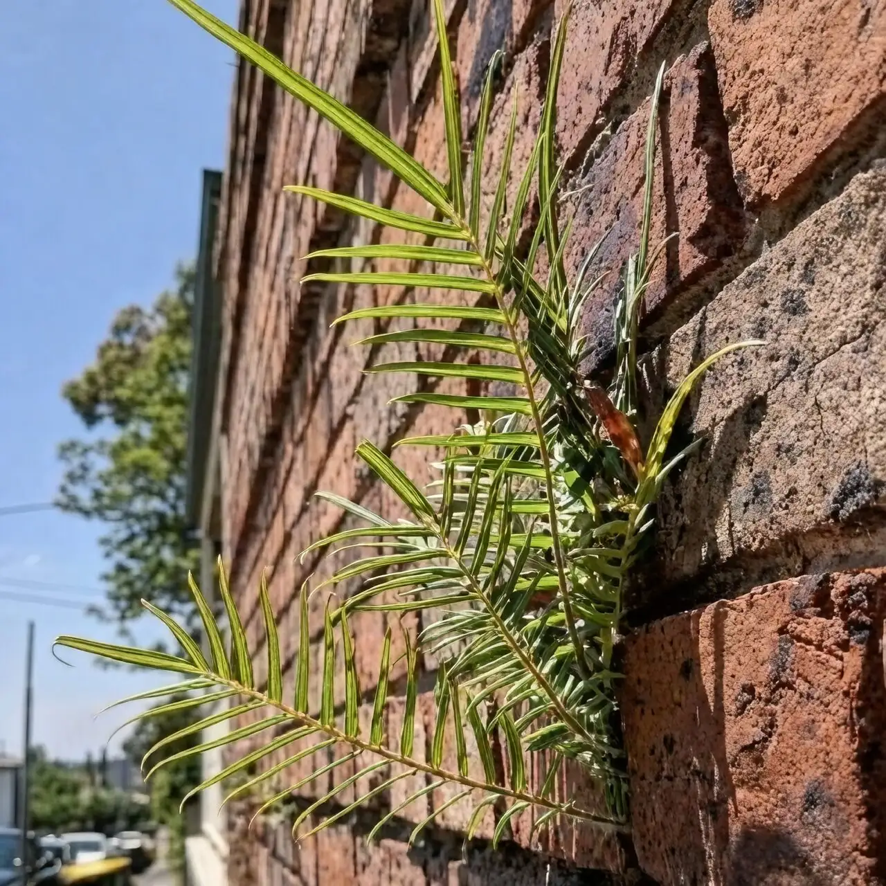 Chinese brake fern on city wall