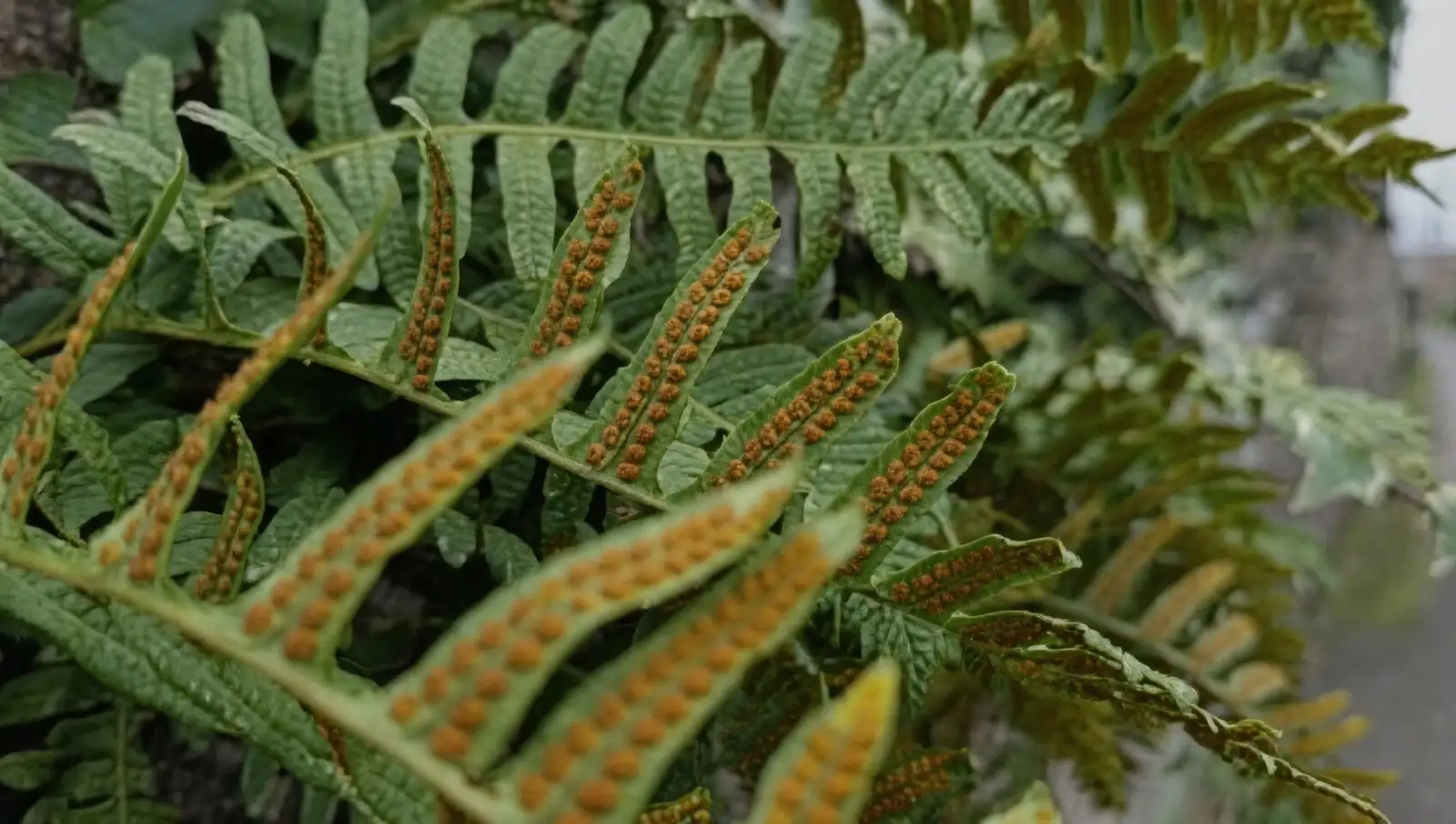 Chinese brake fern sori close-up