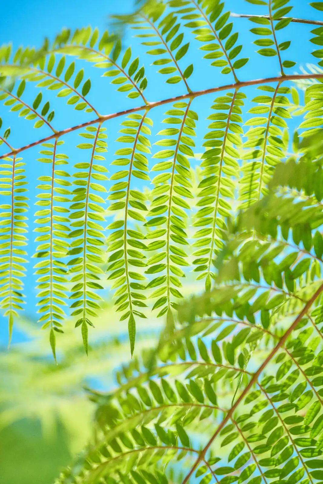 Chinese brake fern bright bathroom