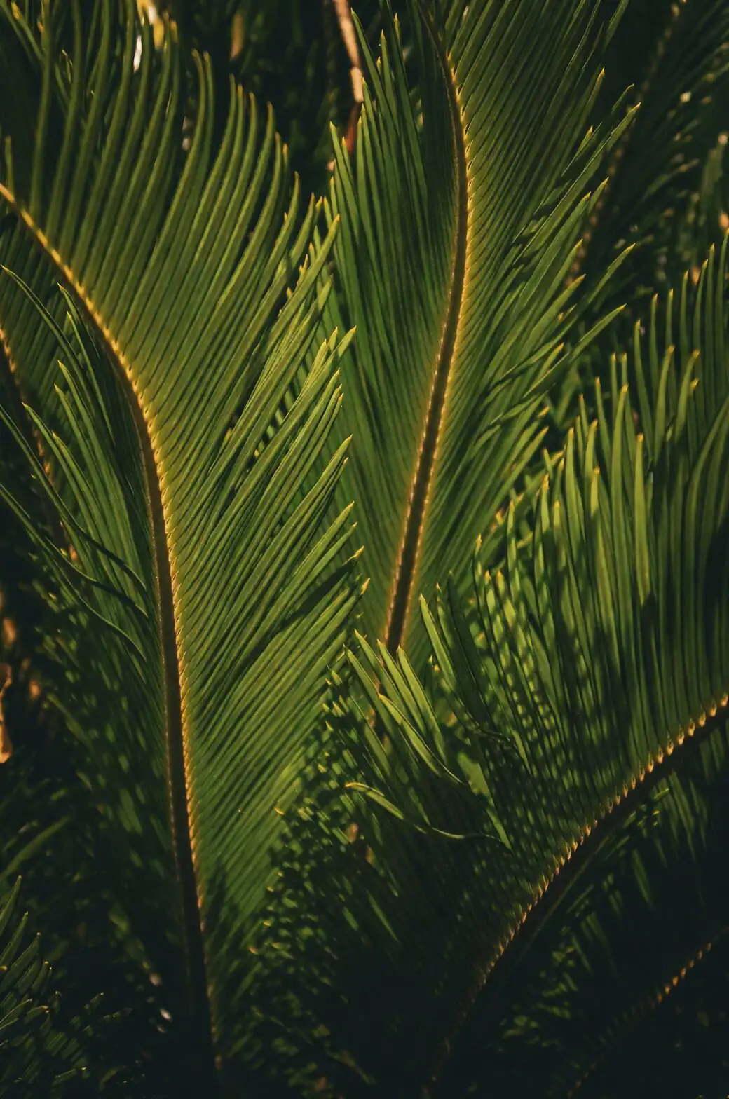 Pteris vittata variegated frond closeup