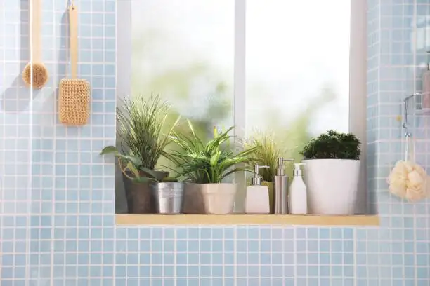 Pteris vittata bathroom window