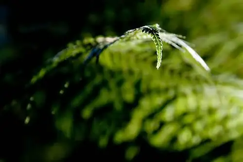 Chinese brake fern frond close-up
