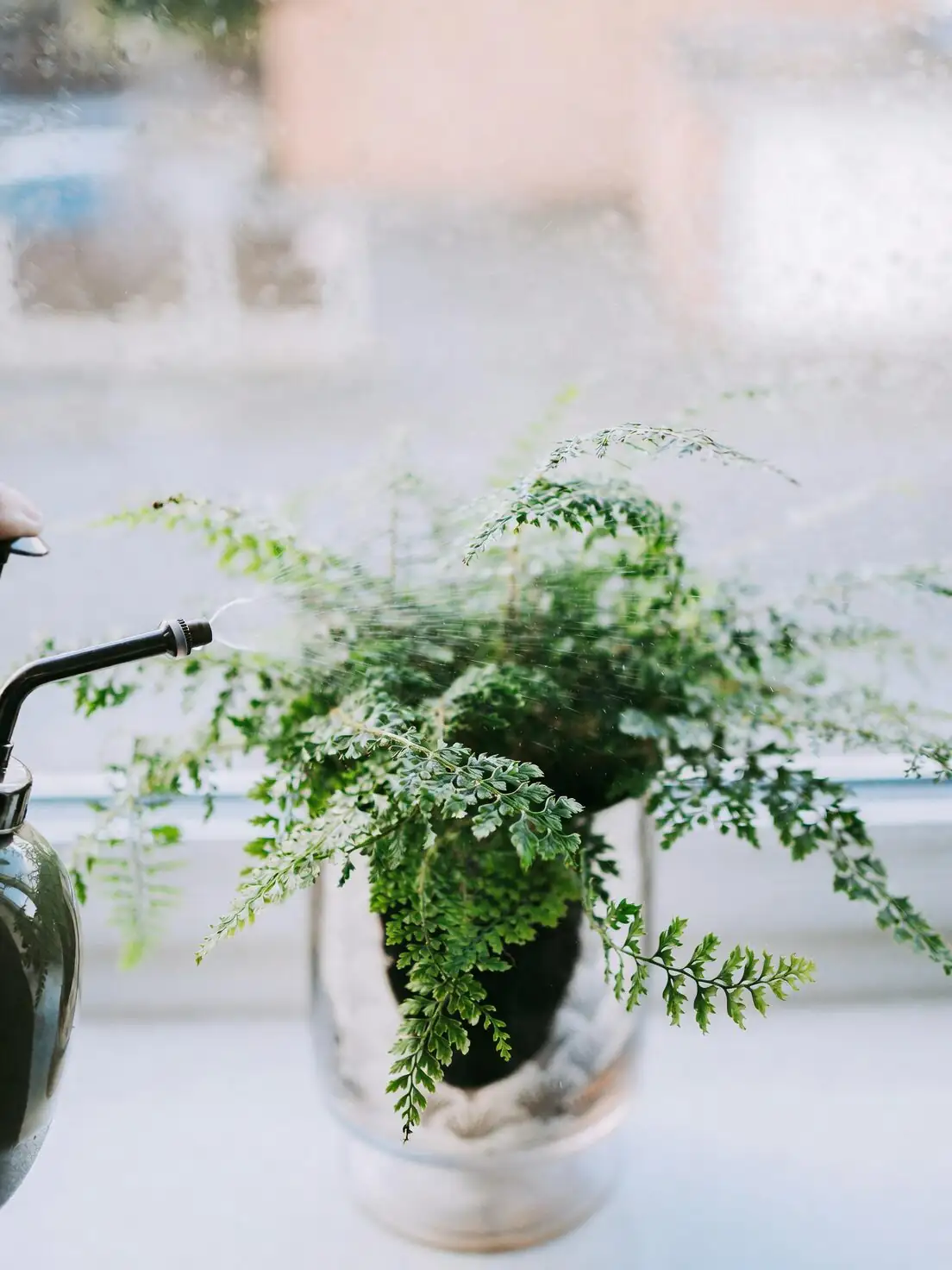 Divide and Thrive: Propagating Chinese Brake Fern (Plus a Spore-Culture Side Quest)