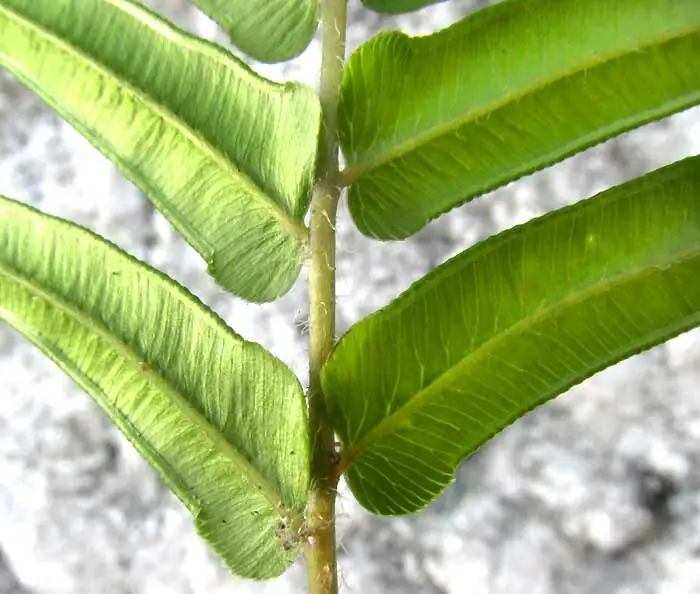 chinese brake fern frond close-up