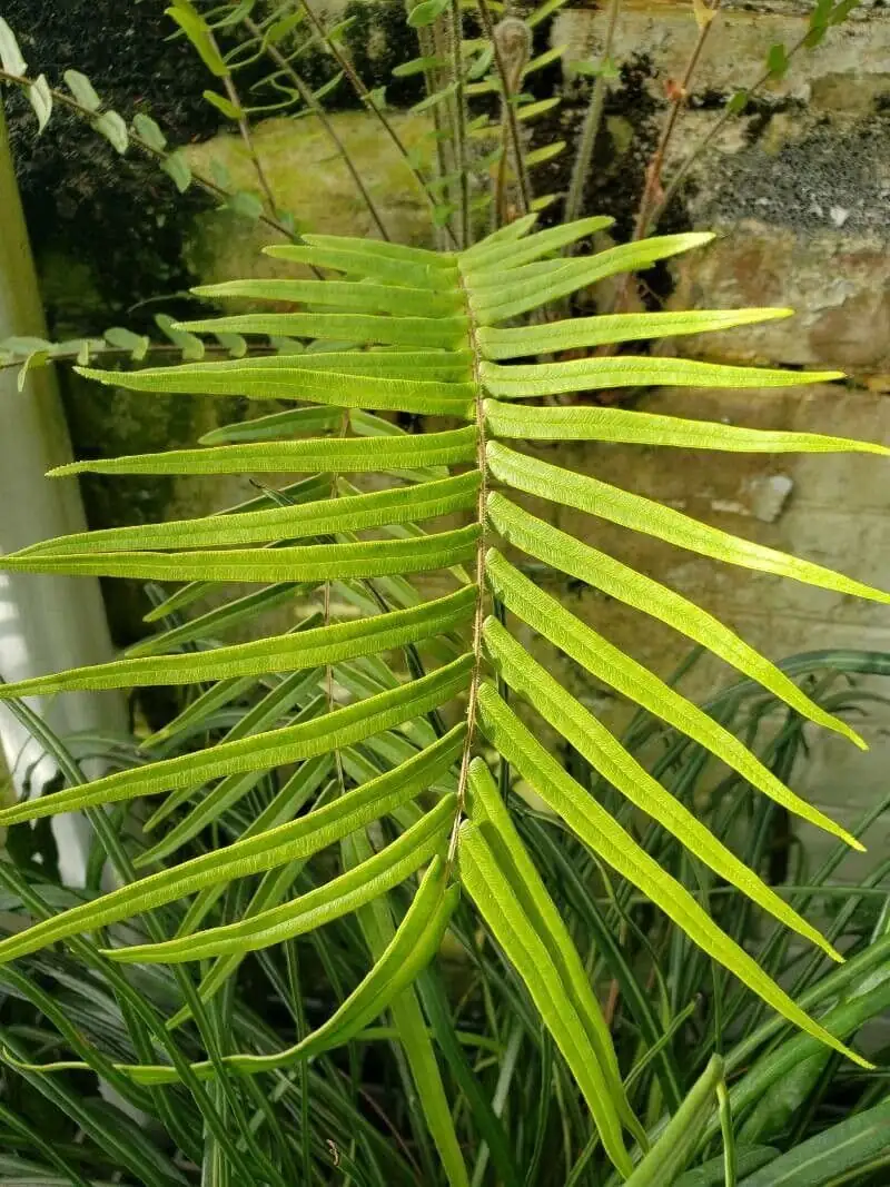 pteris vittata root division hands