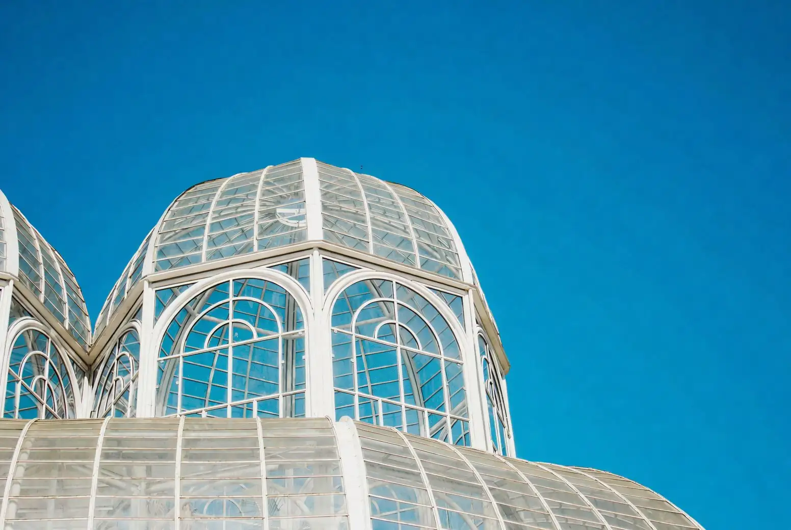 chinese brake fern humidity dome
