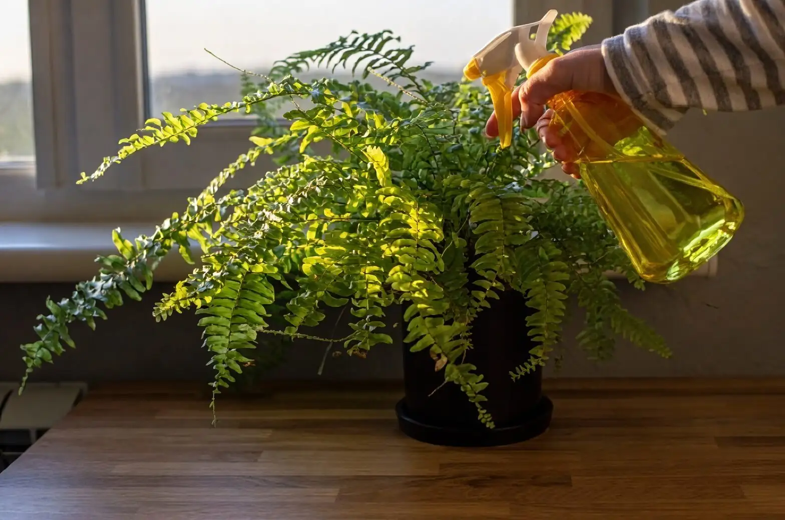 Steam, Style, and Soft Light: Designing a Bathroom Oasis with Pteris vittata