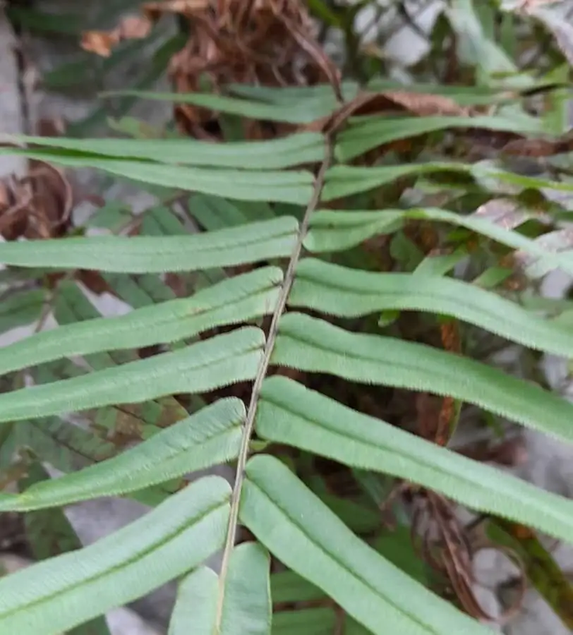 Pteris vittata fronds close-up
