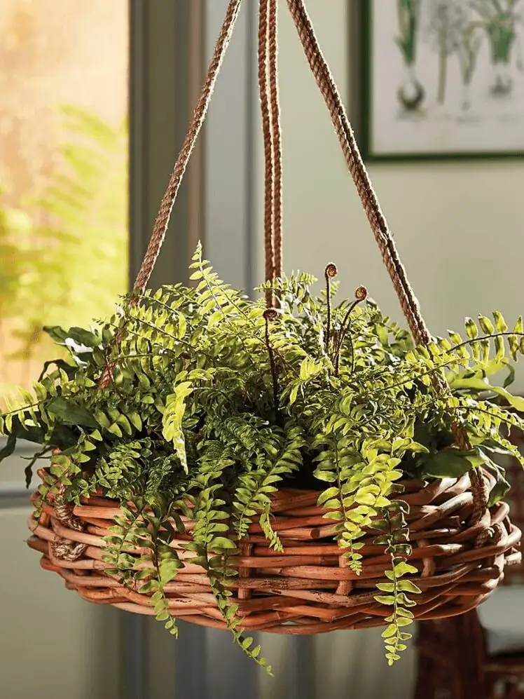 Chinese brake fern hanging basket window