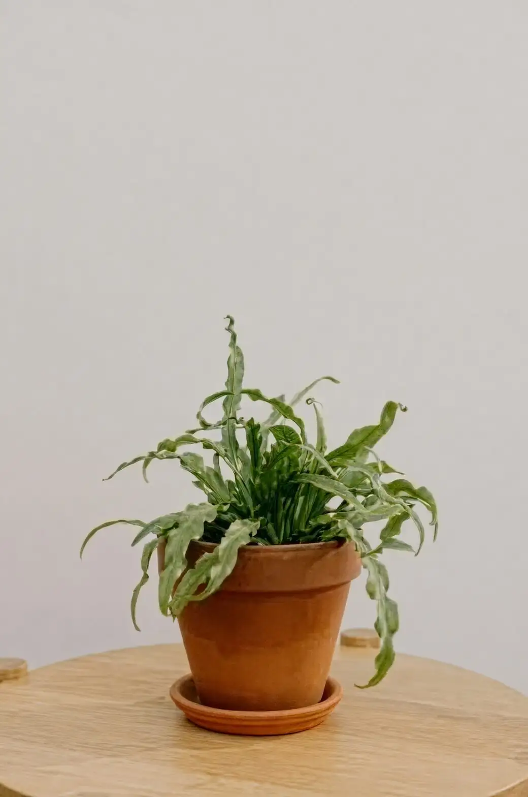 Chinese brake fern pedestal pot window