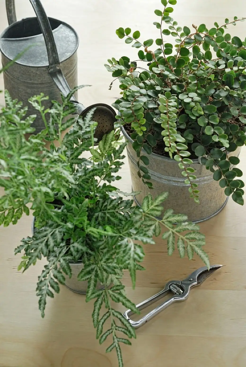 Chinese brake fern watering in sink