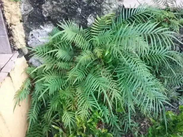 The Humidity Squad: Best Plant Companions for a Thriving Fern Nook