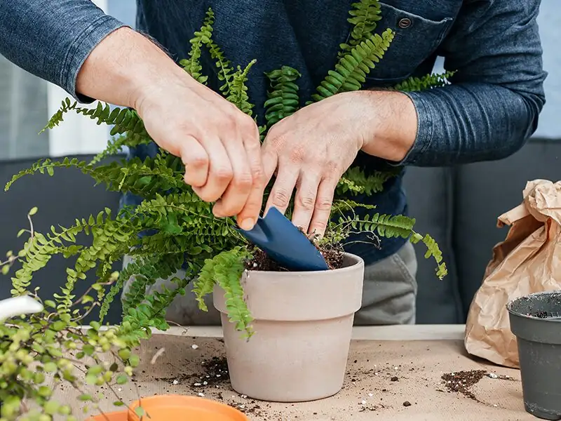 chinese brake fern repotting soil mix